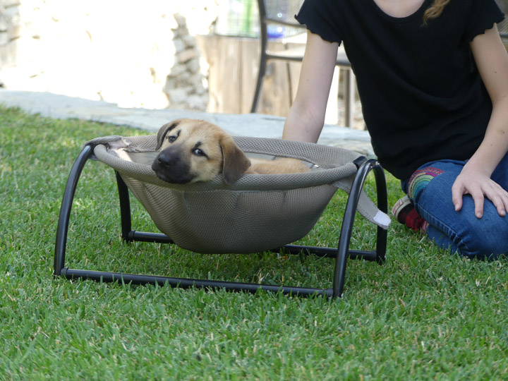 chinook dog